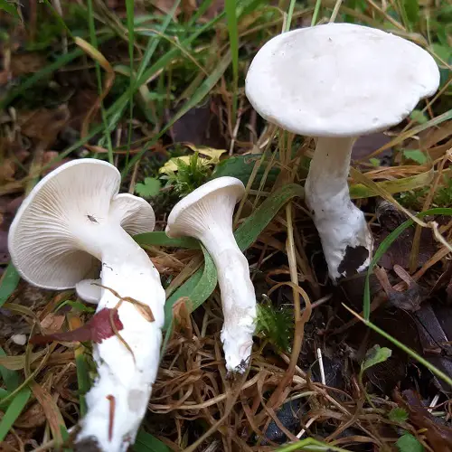 top Common mushroom names along with an image