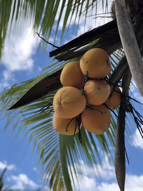 Coconut Palm tree in beach