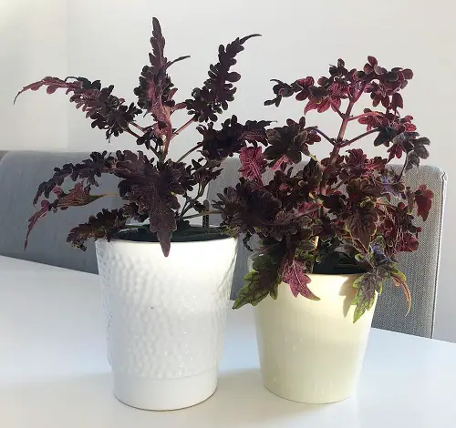 Purple Coleus Varieties indoor