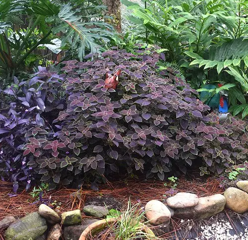 varieties of purple coleus 