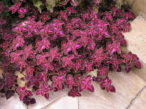 top varieties of purple coleus 