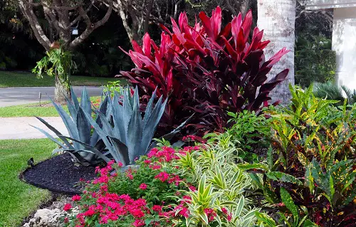 best Colorful Curb with Cordylines