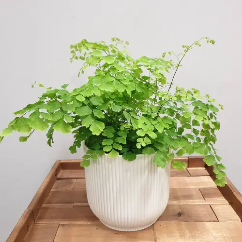 Most Beautiful Perennial Ferns