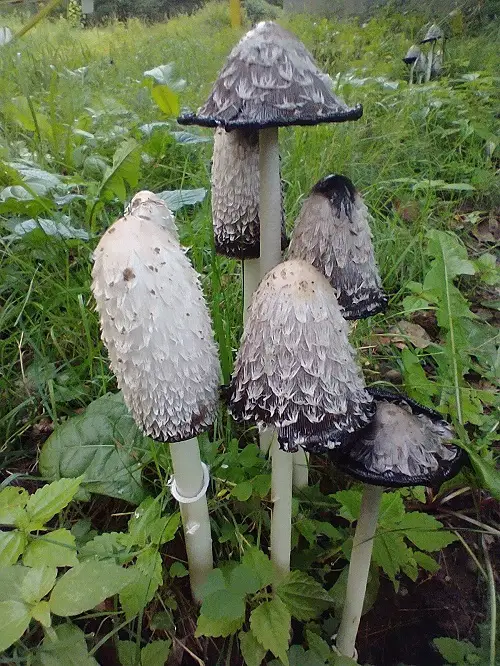 Common Mushroom Names with an Illustration

