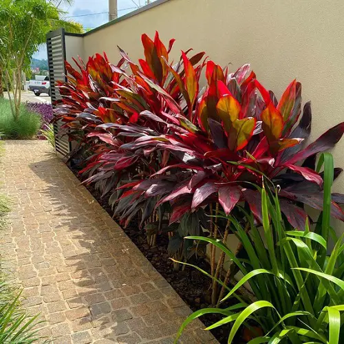 Cold Hardy Tropical Plants in cold climate 5