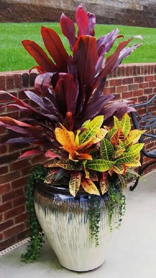Massive Cordyline Planter