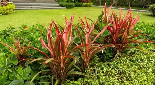 Cordylines with Shrubs in yard