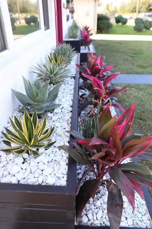beautiful Cordylines with Spiky Succulents