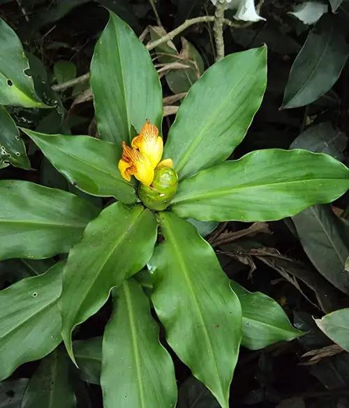 Insulin Plant Information