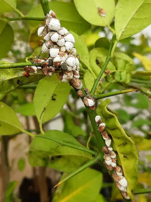 best Dust-like tiny white bugs on them