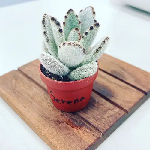 round succulent leaves