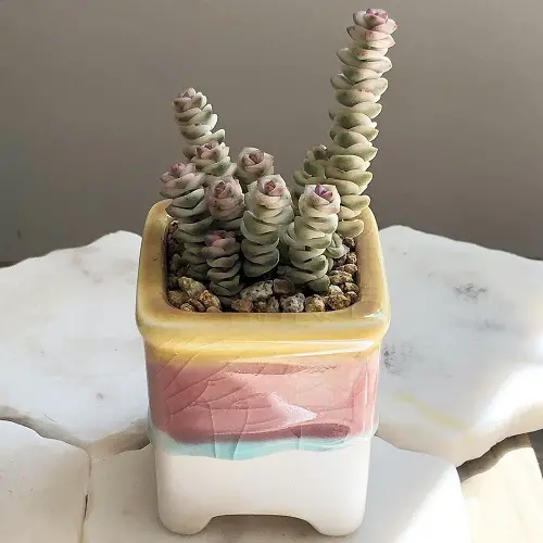 amazing Adorable round succulent leaves