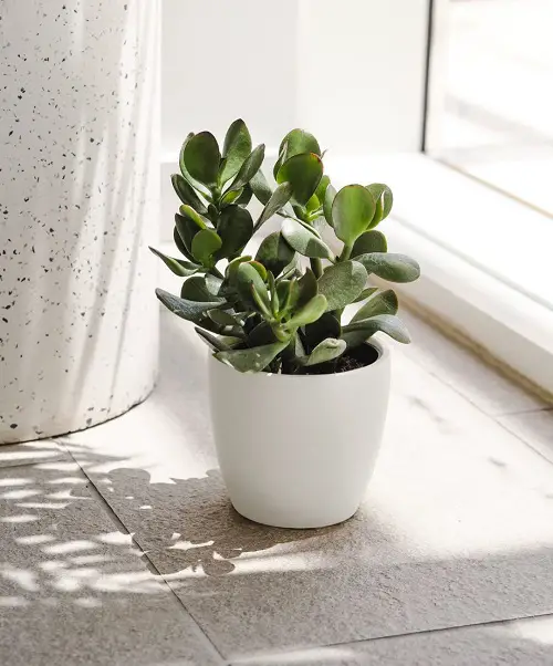 top Adorable Succulents with Round Leaf