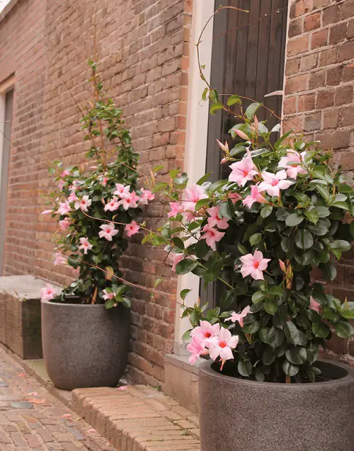 amazing Beautiful Dipladenia Types 