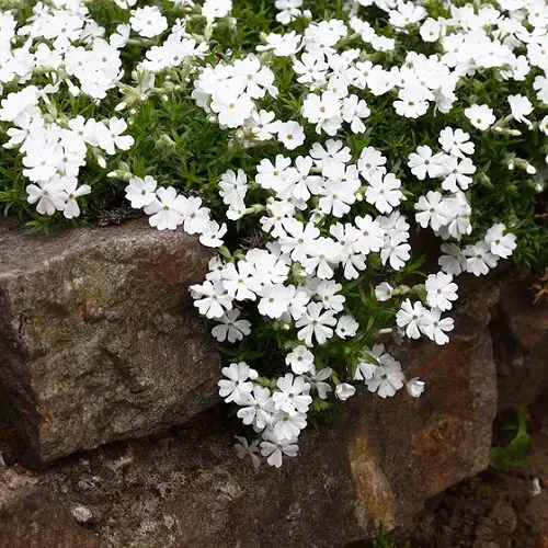 Beautiful White Fragrant Flowers