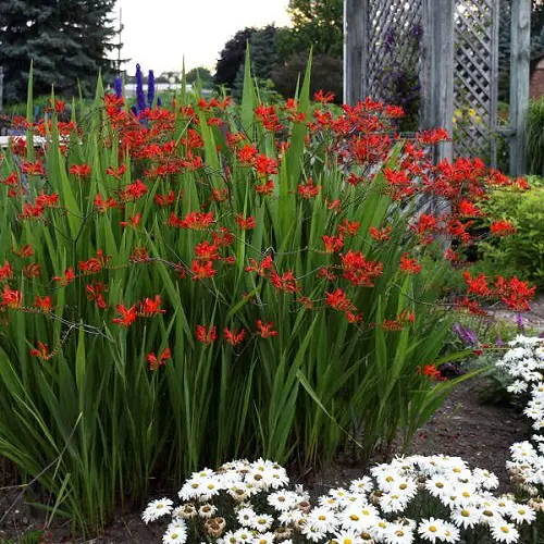 best Magnificent Sword-Shaped Leaves on plant