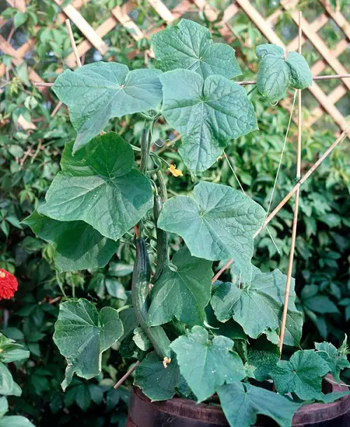 Best Vegetable Plants for Barrels