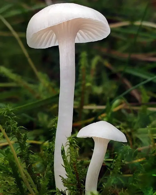 most Common Names for Mushrooms with an image