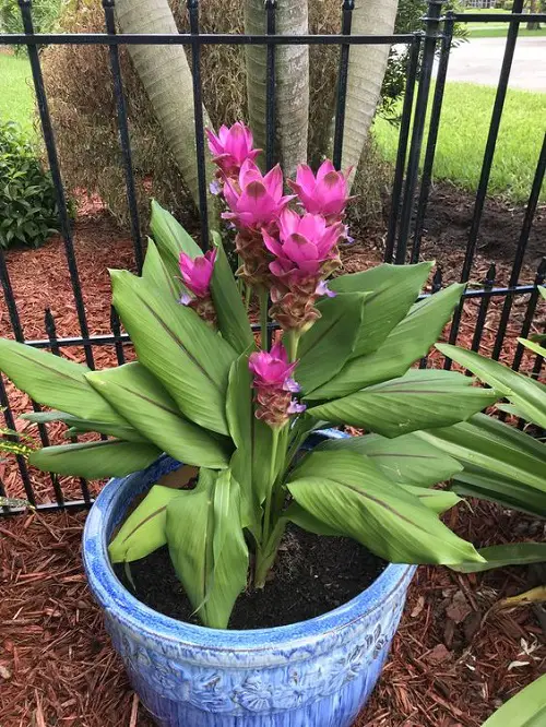 Top Asian Blossoms for Gardening 
