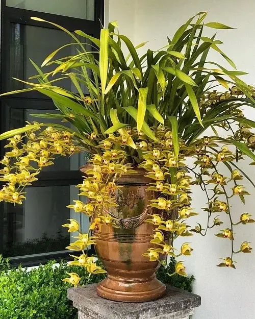 Amazing Plants with Leaves Shaped Like Blades