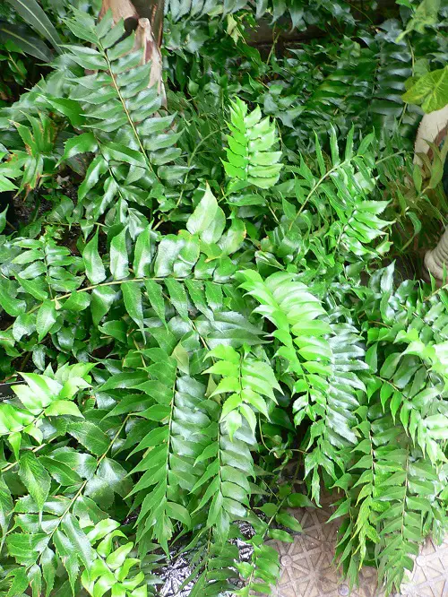 Amazing Beautiful Perennial Fern