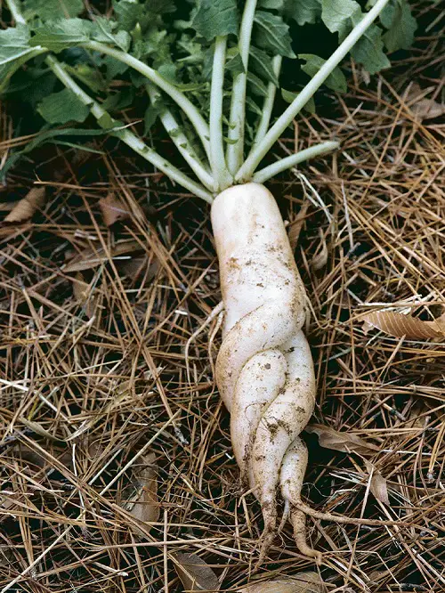 Carrots like vegetables 1