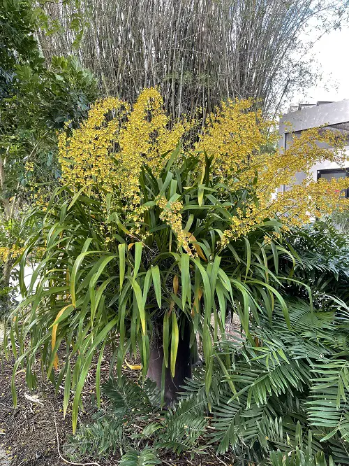 Types of Yellow Orchid