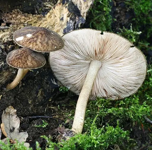 Names for Mushrooms with an image