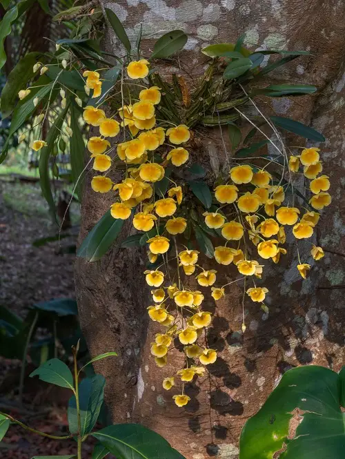 Wonderful Yellow Orchid Varieties Types
