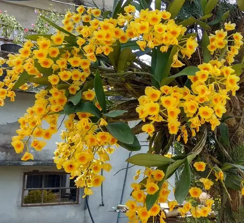 Yellow Orchid Varieties