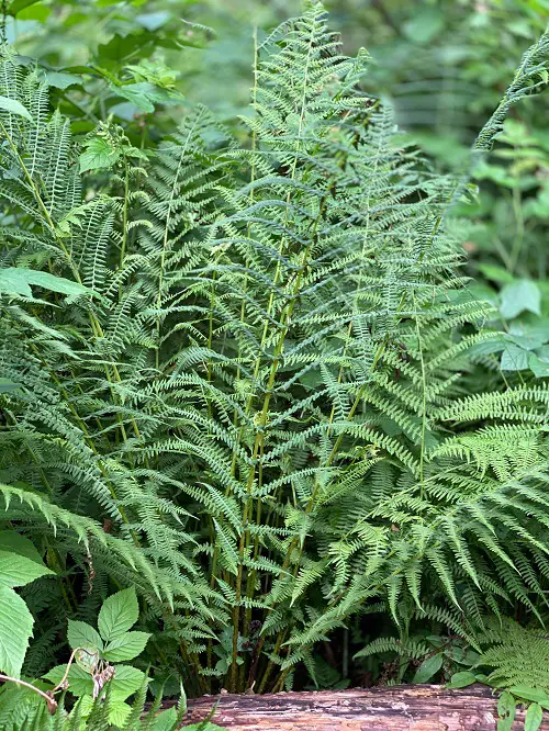 Most Beautiful Perennial Ferns in garden 