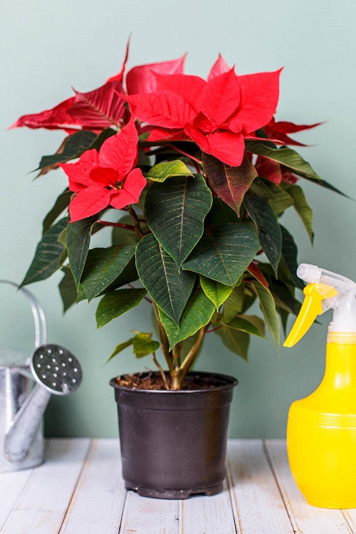 Things to do with Holiday Plants After Christmas and New Year