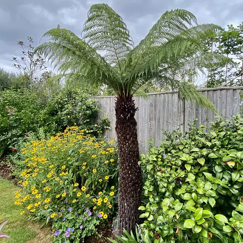 Beautiful Perennial Ferns