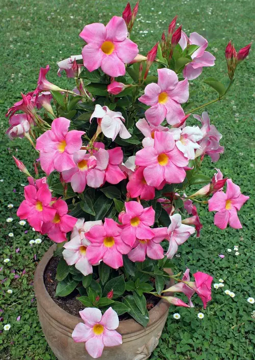 top Gorgeous Types of Dipladenia 