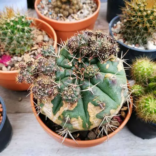 Why is My Cactus Turning Yellow 2