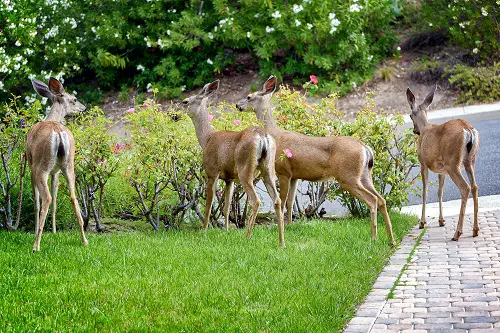 Deer in garden
