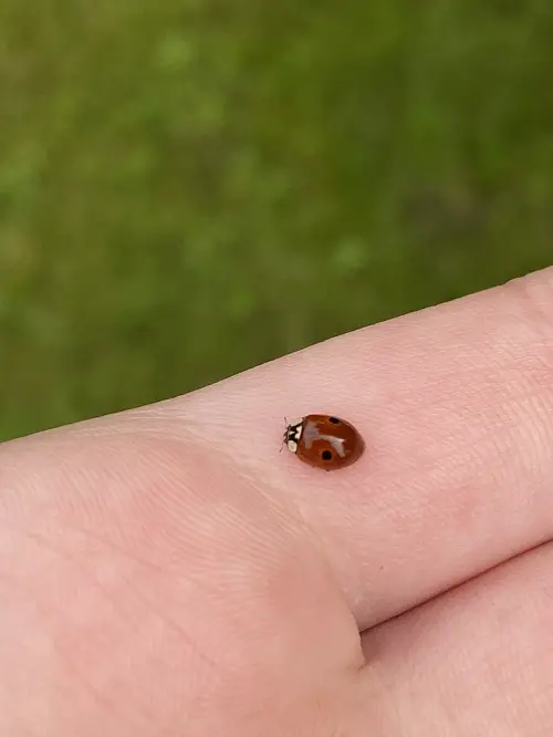 Do Ladybugs Bite yes