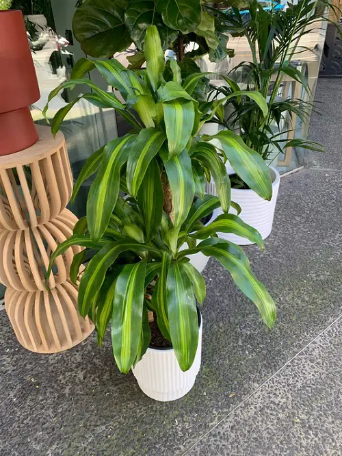 Magnificent Sword-Shaped Leaves on plant