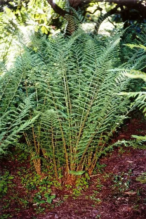 Stunning Beautiful Perennial Ferns 5