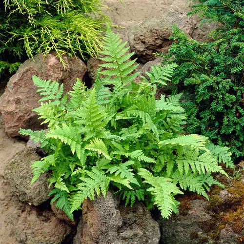 Amazing Beautiful Perennial Ferns 