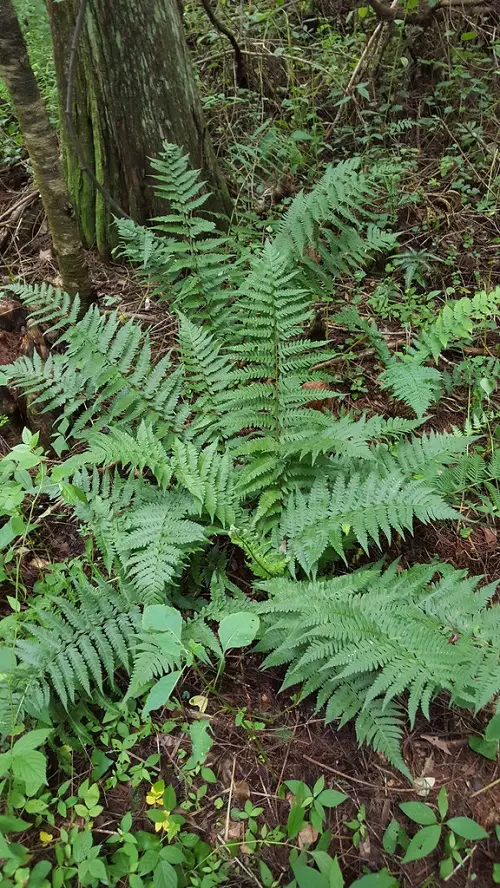 Beautiful Perennial Ferns in garden 7