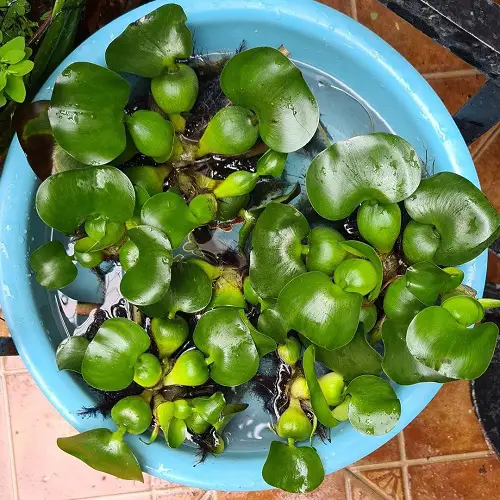 Amazing Plants that Look Like Lily Pads