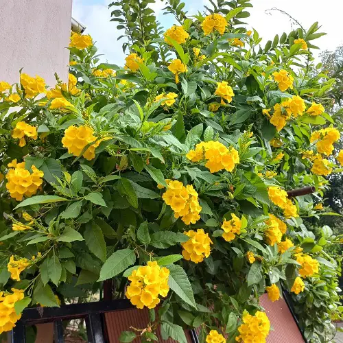 best Stunning Esperanza Varieties You Must Grow