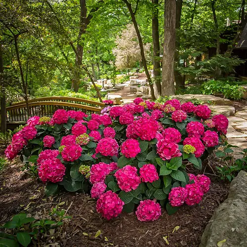 Amazing Uncommon Hydrangea Varieties 5