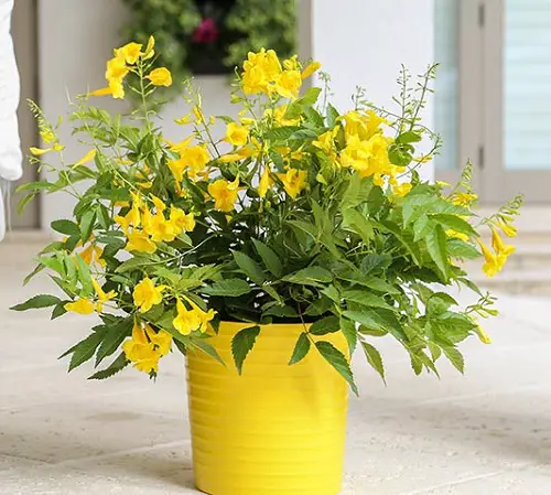 Texas Flowering Shrubs 13