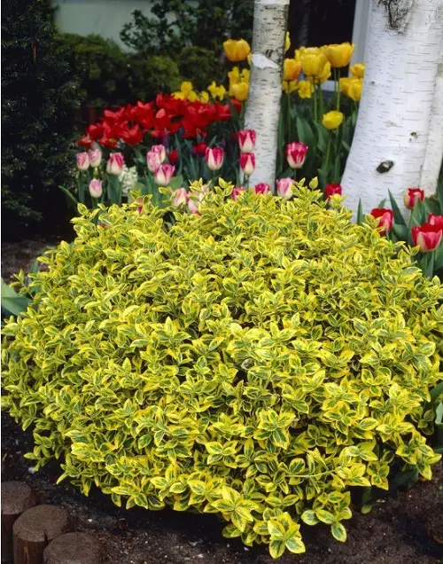 Ground Cover Plants with Quick Growth