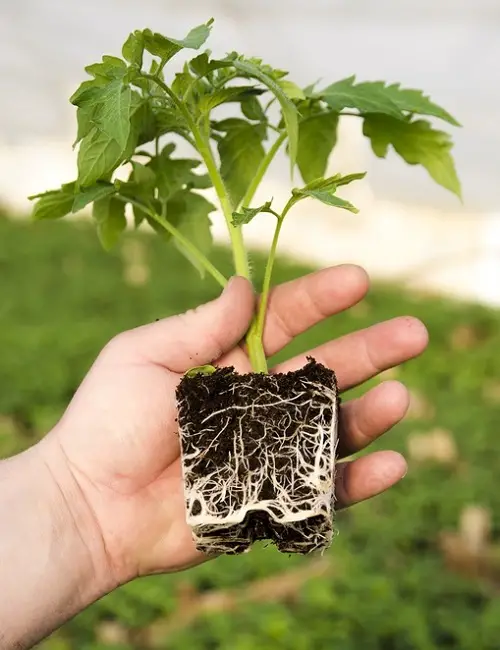 Factors Affecting Tomato Root Depth