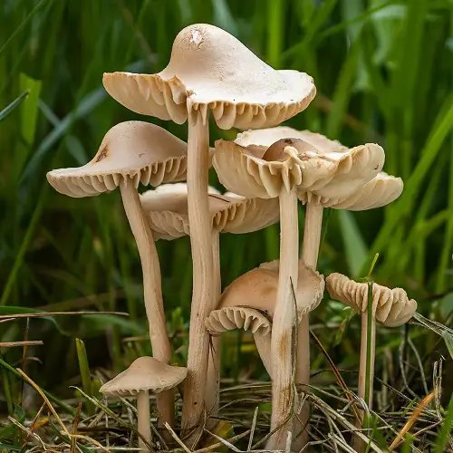 most Common Names for Mushrooms with an image