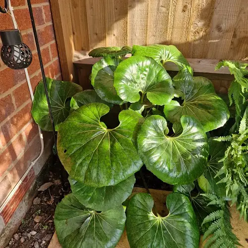 Plants Resembling Lily Pads