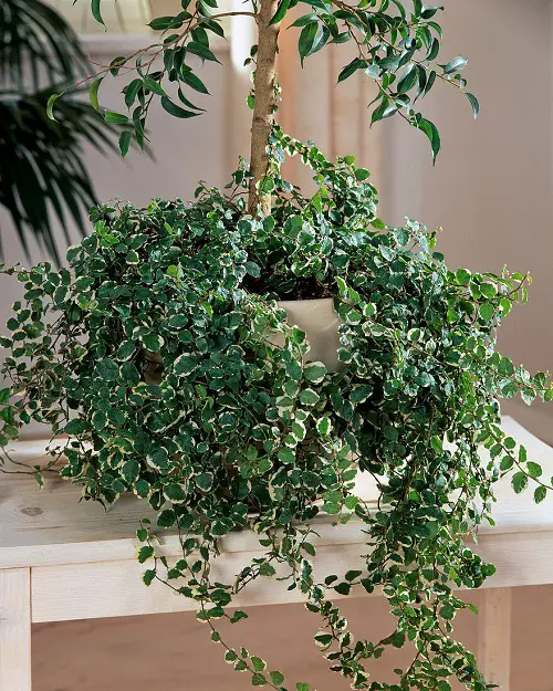 Fast Growing Indoor Vines in pot 2